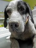Fue abandonada en nuestro refugio muy recientemente. No tiene casi pelo en el cuerpo y tiene las orejas y las patas muy mal. Tenia garrapatas y camina con dificultad debido a sus heridas y la inflamación de sus patas. Esta muy delgada y no descartamos que tenga anemia. Se lleva bien con otros perros, pero ahora mismo está asustada y es muy tímida. 